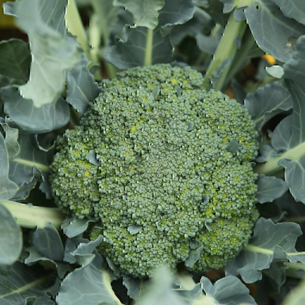 Brokkoli