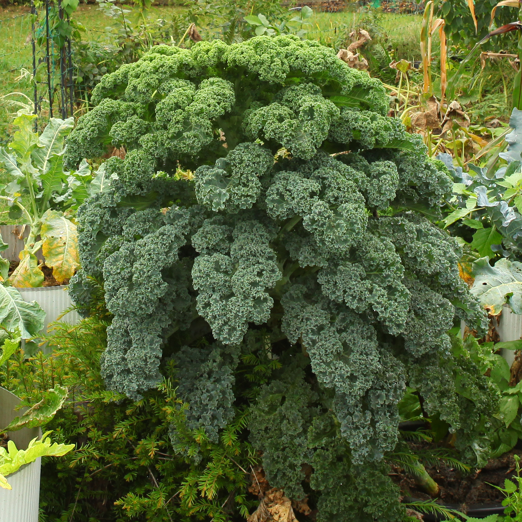 Bio-Grünkohl - Selbstversorgung im Gartengemüsekiosk