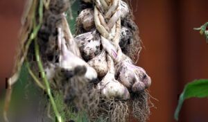 Mehr über den Artikel erfahren Knoblauch anbauen im Frühjahr