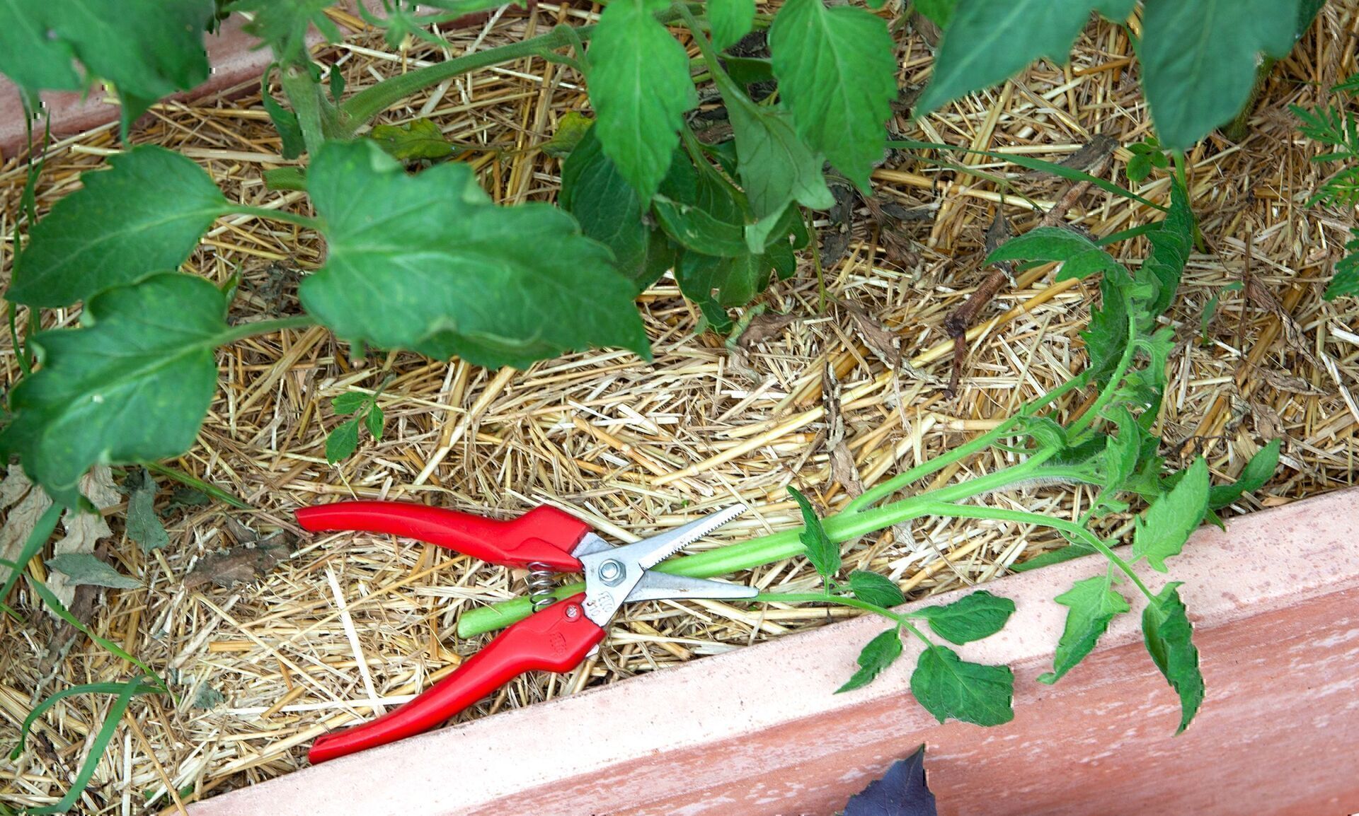 Eine rote Gartenschere und abgeschnittene Tomatentriebe liegen auf Strohmulch im Hochbeet
