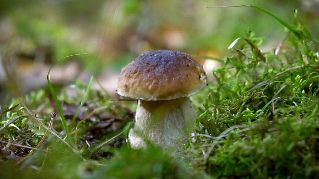 Pilze ohne Ende