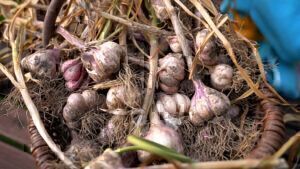 Mehr über den Artikel erfahren Jetzt Knoblauch pflanzen