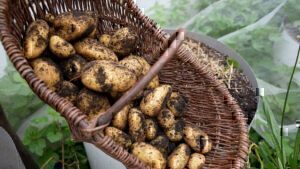 Mehr über den Artikel erfahren Eigene Kartoffeln anbauen