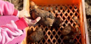 Mehr über den Artikel erfahren Winterkartoffeln anbauen