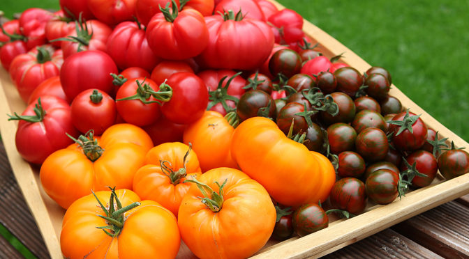 Tomaten richtig aussäen