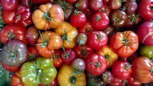 Mehr über den Artikel erfahren Tomaten richtig aussäen