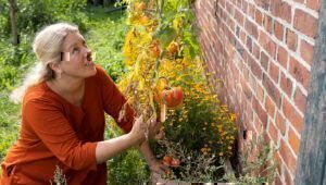 Mehr über den Artikel erfahren Fleischtomaten ade?