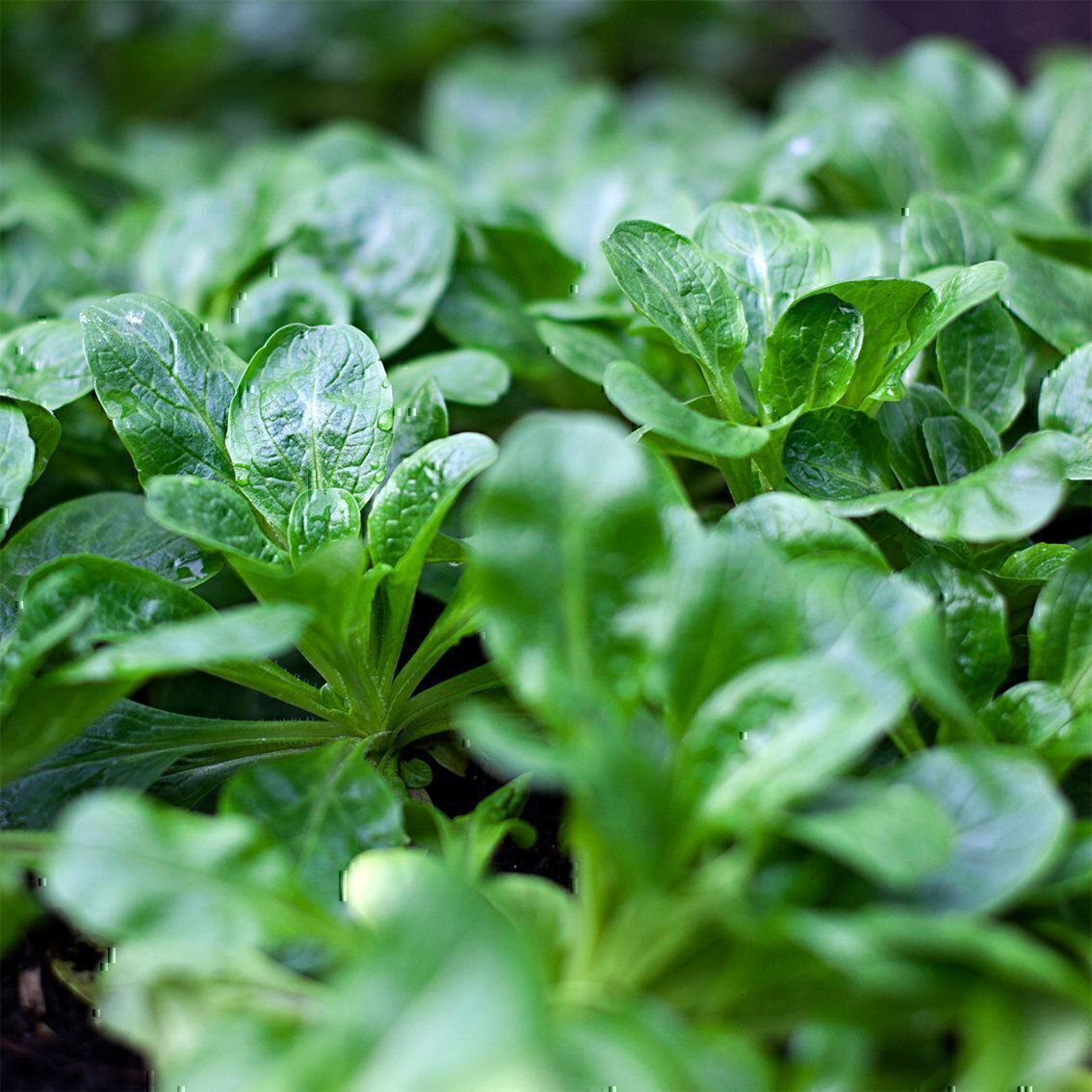 Dicht stehende Feldsalat-Rosetten mit glänzenden dunkelgrünen Blättern
