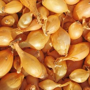 Mehr über den Artikel erfahren März im Garten