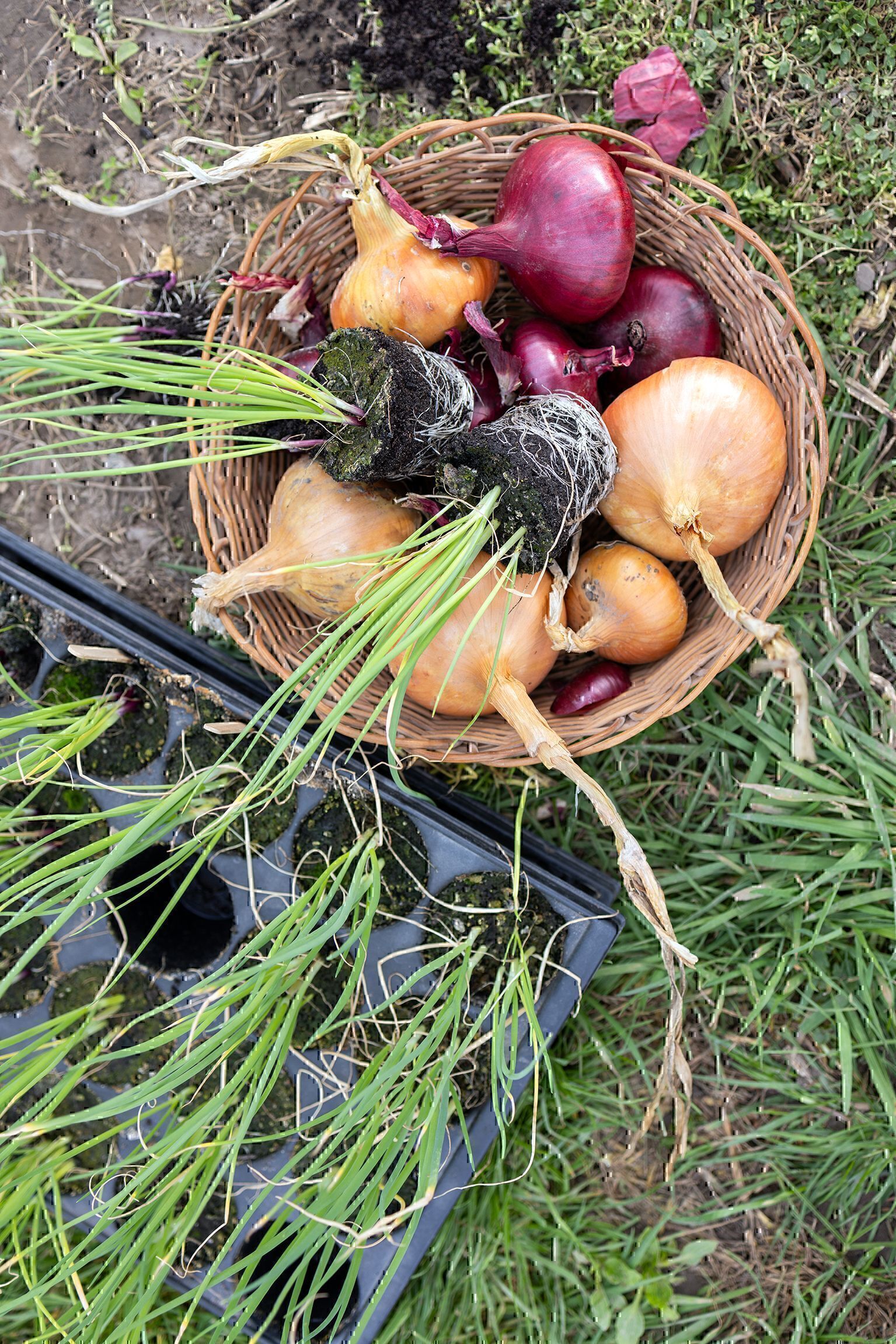 Korb mit roten und gelben Zwiebeln neben einer Multitopfplatte mit jungen Zwiebelpflanzen