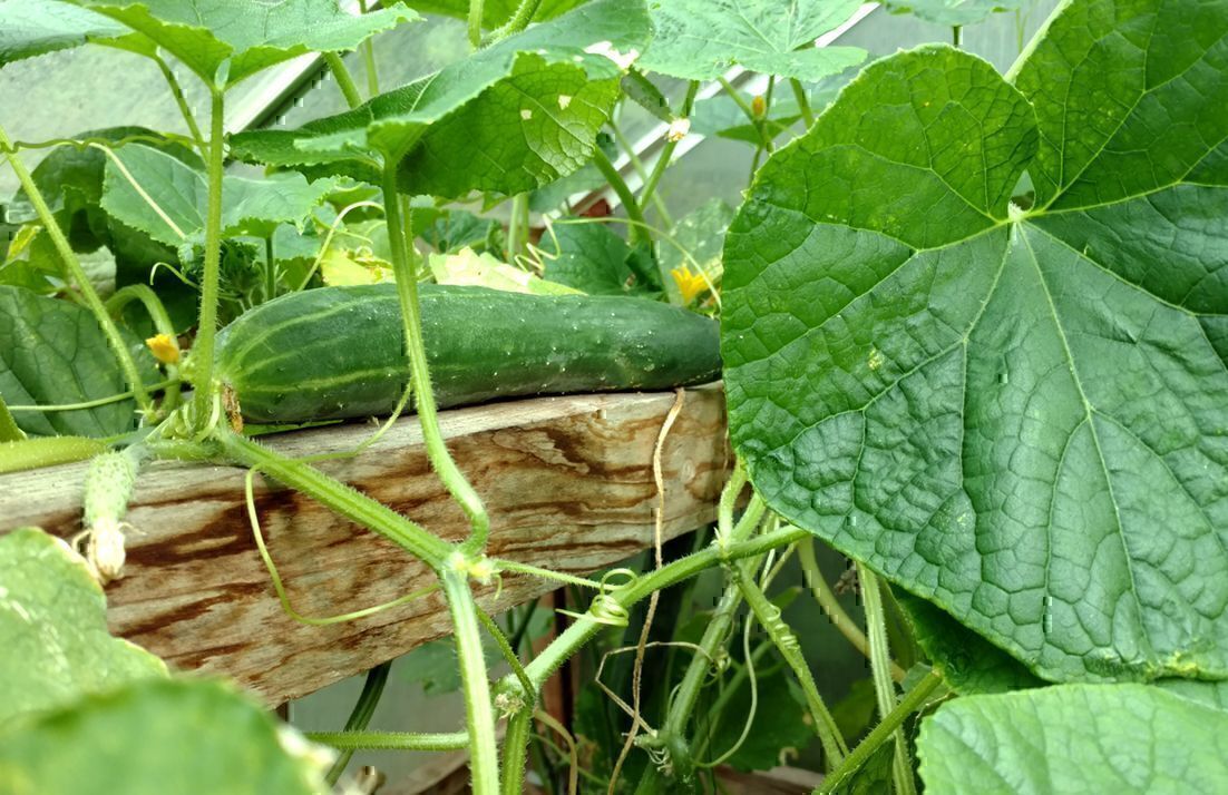 Eine dunkelgrüne Schlangengurke hängt zwischen großen Blättern über dem Rand eines Hochbeets im Gewächshaus