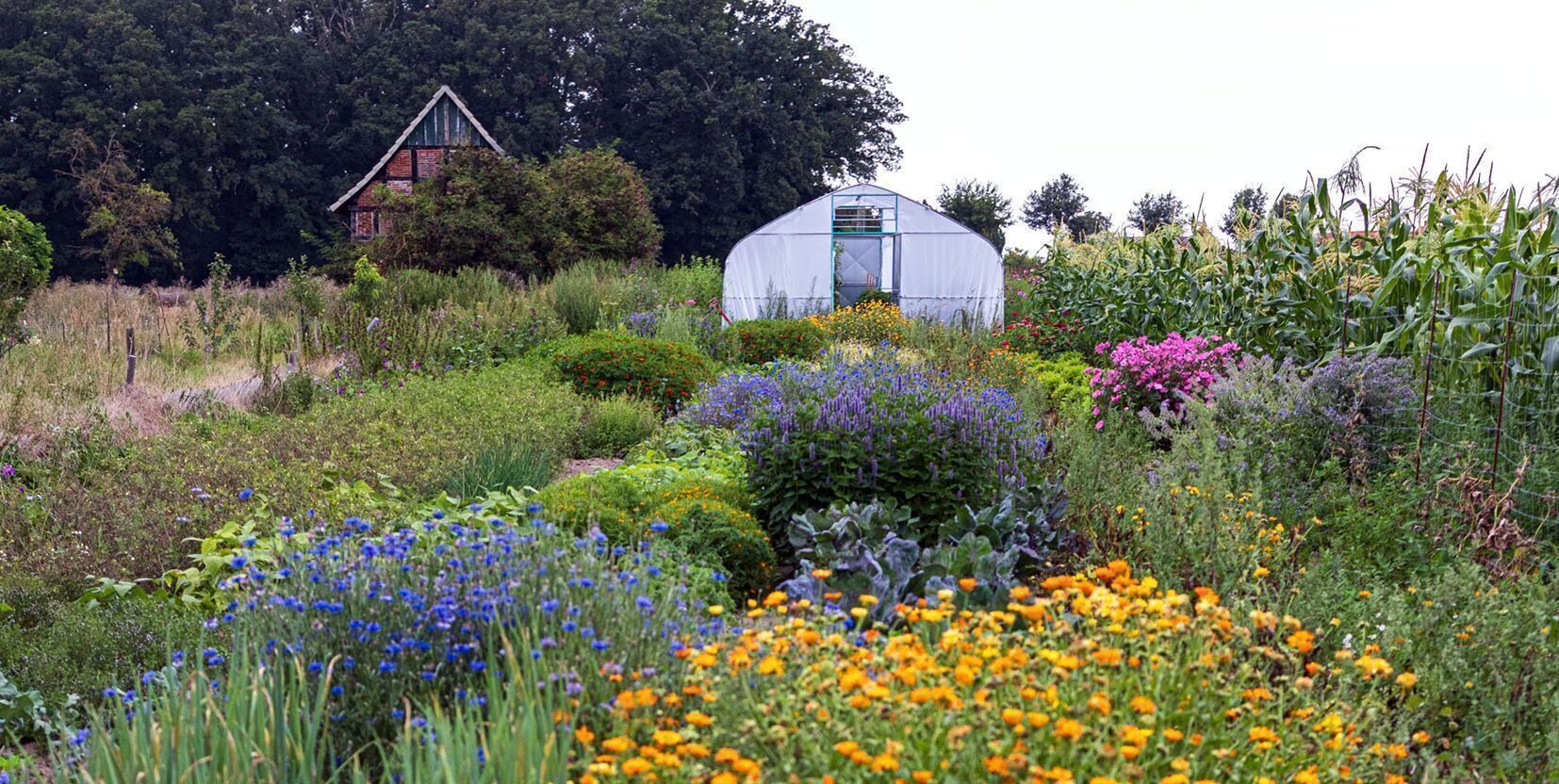 Bunter Blumenstreifen mit Kornblumen, Ringelblumen und Kohl vor dem Gewächshaus im Hofgarten