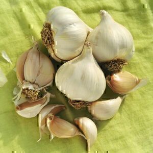 Bio Pflanz Knoblauch Flavor (für Frühjahr)