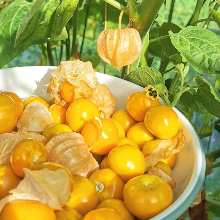Weiße Schale voller goldgelber Physalis-Früchte, einige noch im papierenen Lampion, dahinter die Pflanze