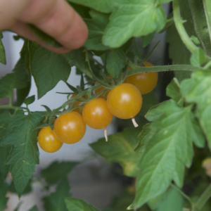 Wildtomate Gelb