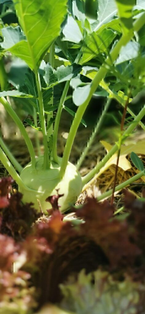 Kohlrabi