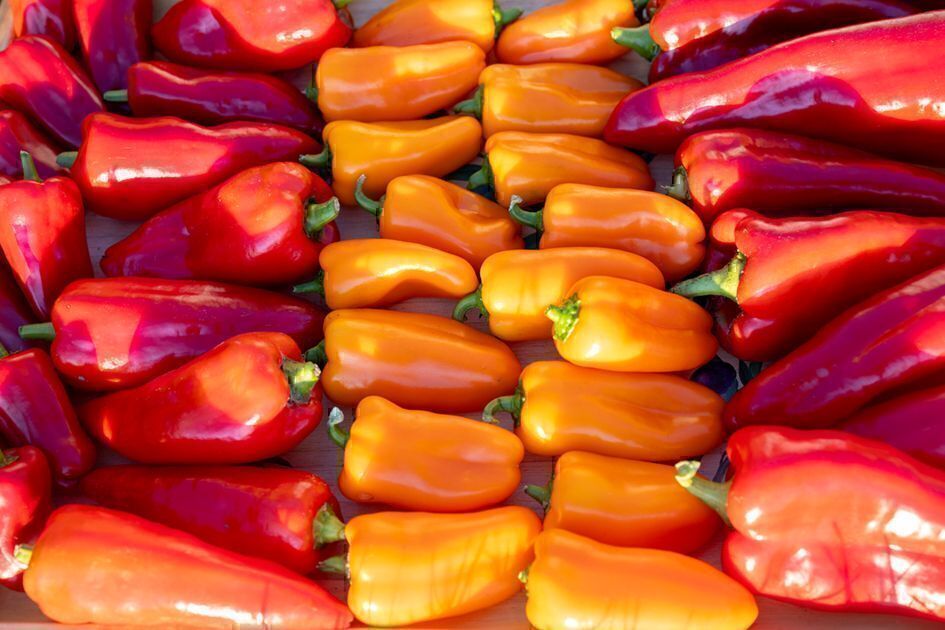 Paprika ohne Ende