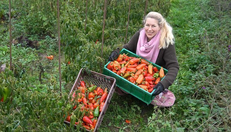 Jen mit zwei Kisten frisch geernteter roter Paprika im Gemüsegarten