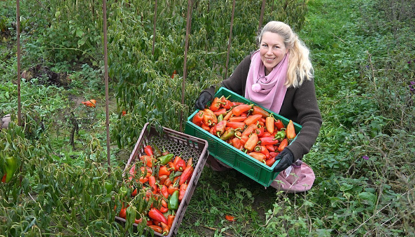 Jen mit zwei Kisten frisch geernteter roter Paprika im Gemüsegarten