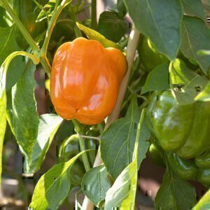 Orangene Blockpaprika