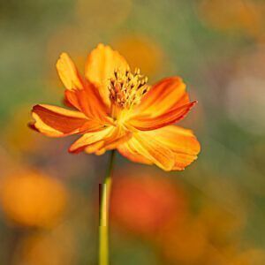 Cosmea orange