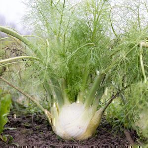 Fenchel spät