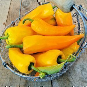 Orangene Spitzpaprika