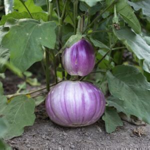 Kugel-Aubergine