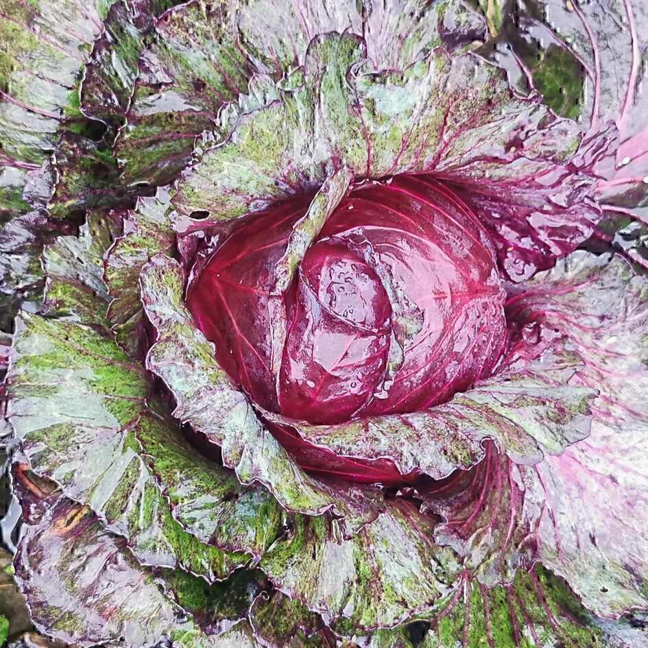 Spitzkohl