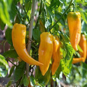 Orangene Spitzpaprika