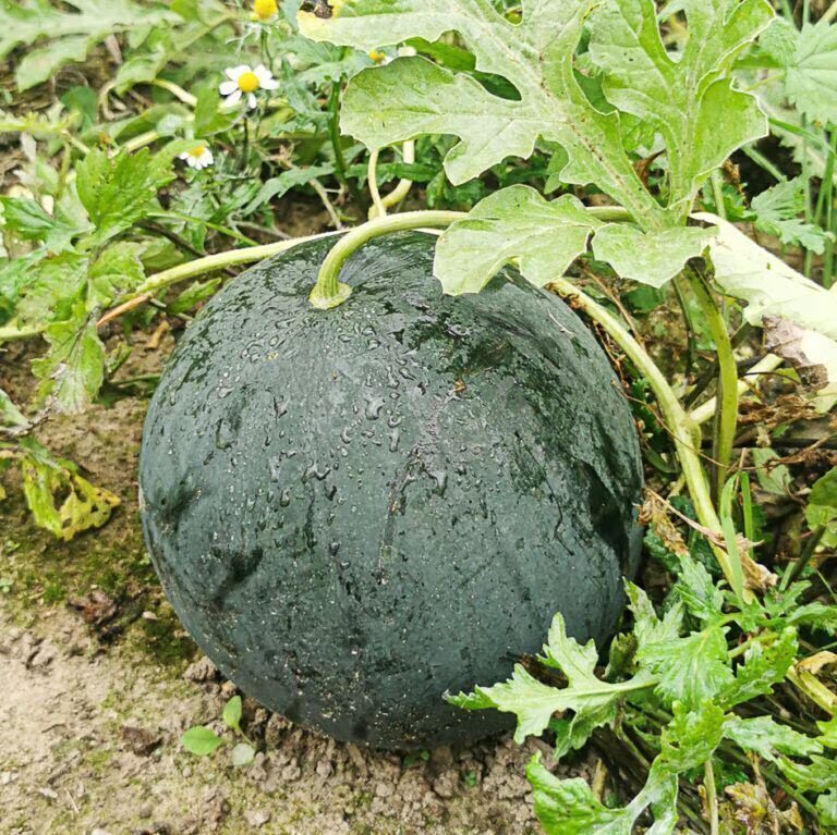 Dunkelgrüne Wassermelone Sugar Baby zwischen Blättern und Ranken im Gemüsebeet, kurz vor der Ernte