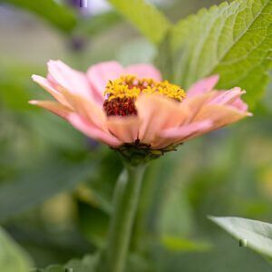 Zinnien