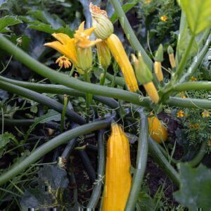 Gelbe Zucchini