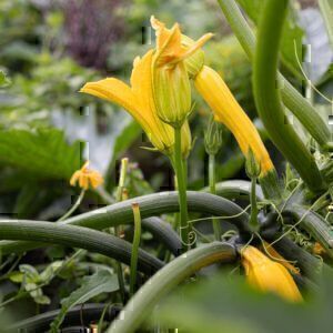 Gelbe Zucchini
