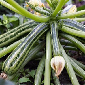 Gestreifte Zucchini
