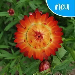 Strohblumen Saatgut