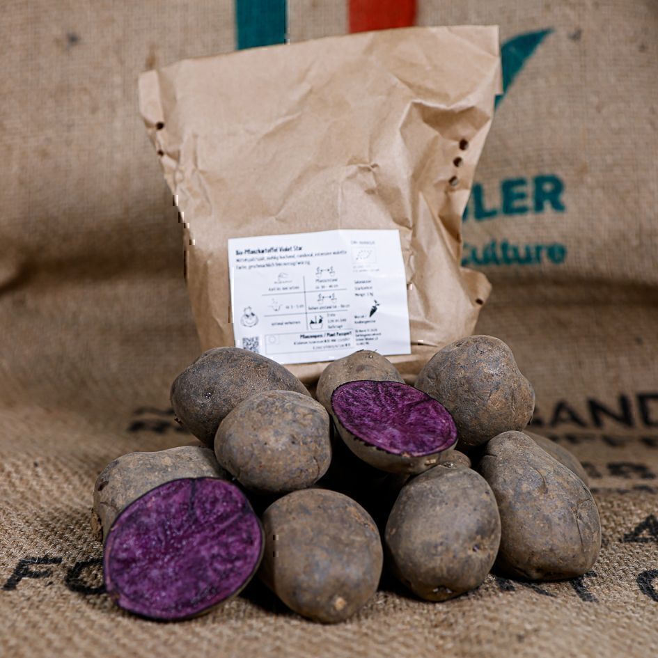 Pflanzkartoffeln Violet Star