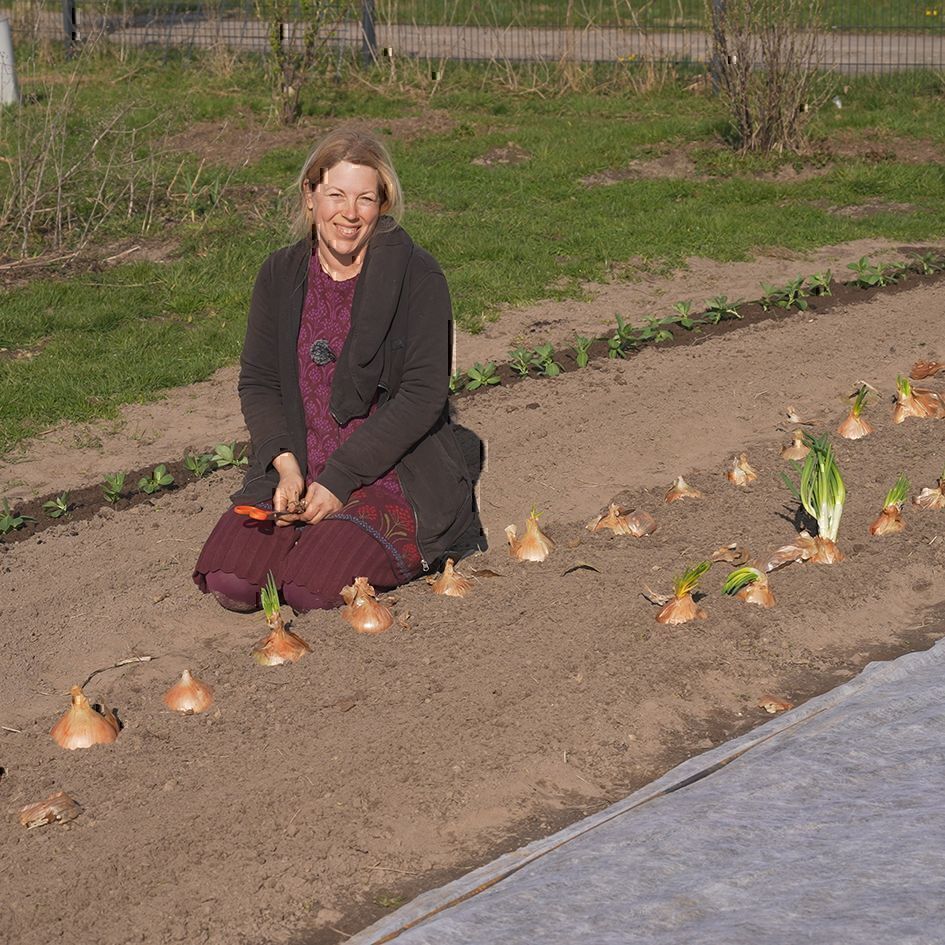 Jen kniet an einem Beet mit frisch gepflanzten großen Zwiebeln, die im zweiten Jahr blühen sollen