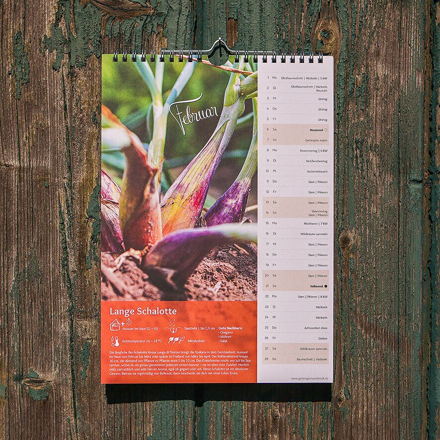 Kalenderblatt Februar mit Langer Schalotte: Aussaatzeit, Keimtemperatur, Saattiefe und gute Nachbarn auf einen Blick
