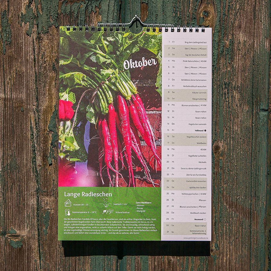Kalenderblatt Oktober mit langen roten Radieschen und Aussaat-Infos