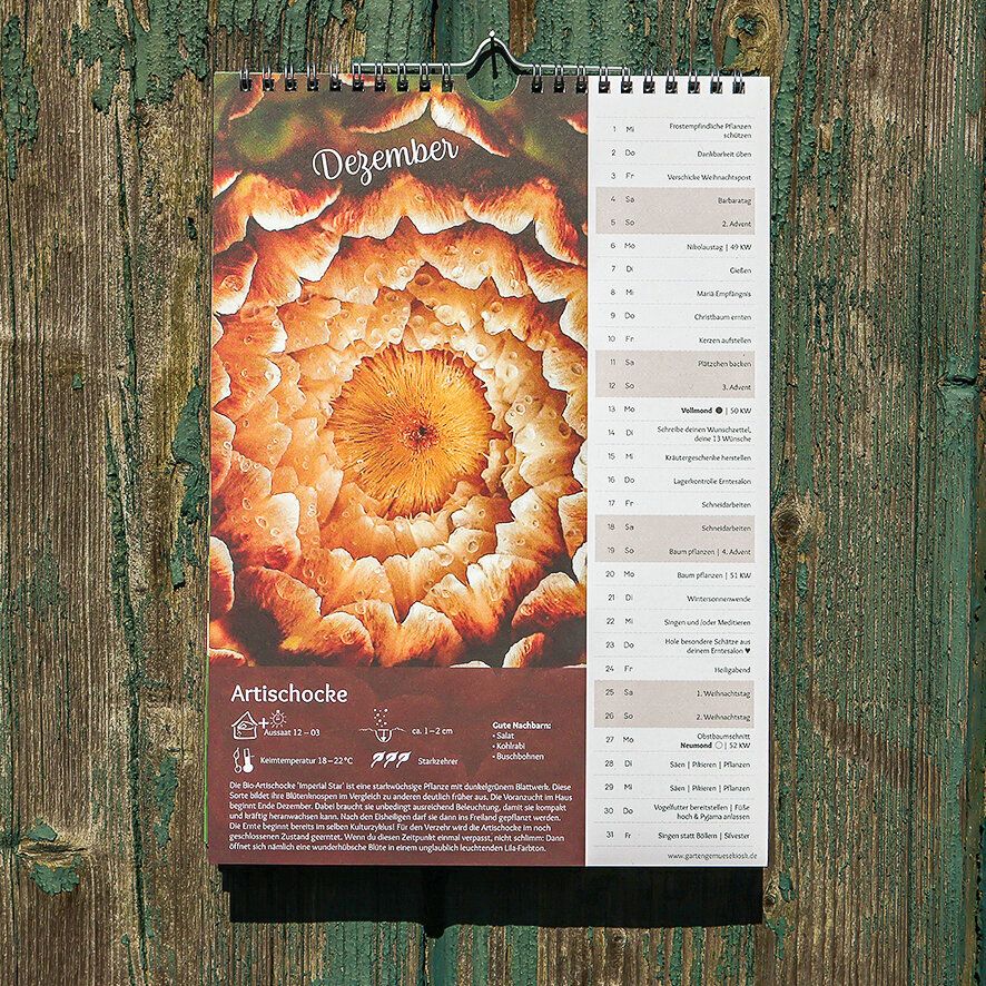 Kalenderblatt Dezember mit Artischocke und Aussaat-Infos
