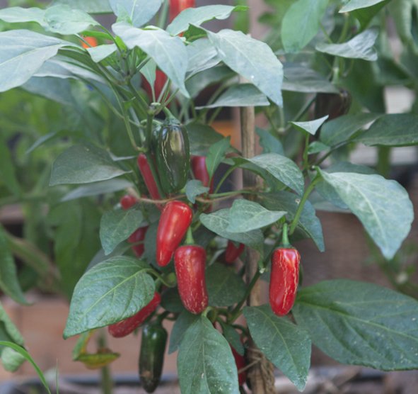 Jalapeño-Pflanze mit großen grünen Blättern und mehreren rot und grün reifenden Früchten, angebunden an einem Bambusstab