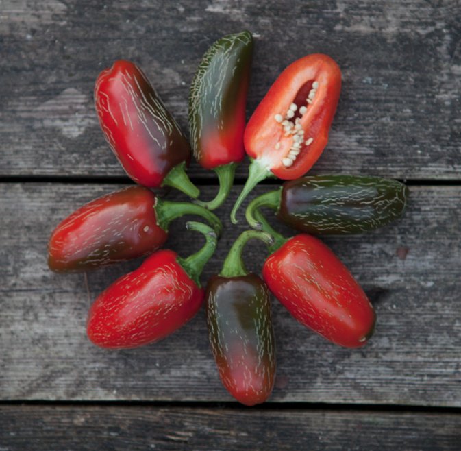 Acht rote und dunkelgrüne Jalapeño-Früchte liegen sternförmig auf einem Holztisch, eine ist aufgeschnitten und zeigt helle Kerne