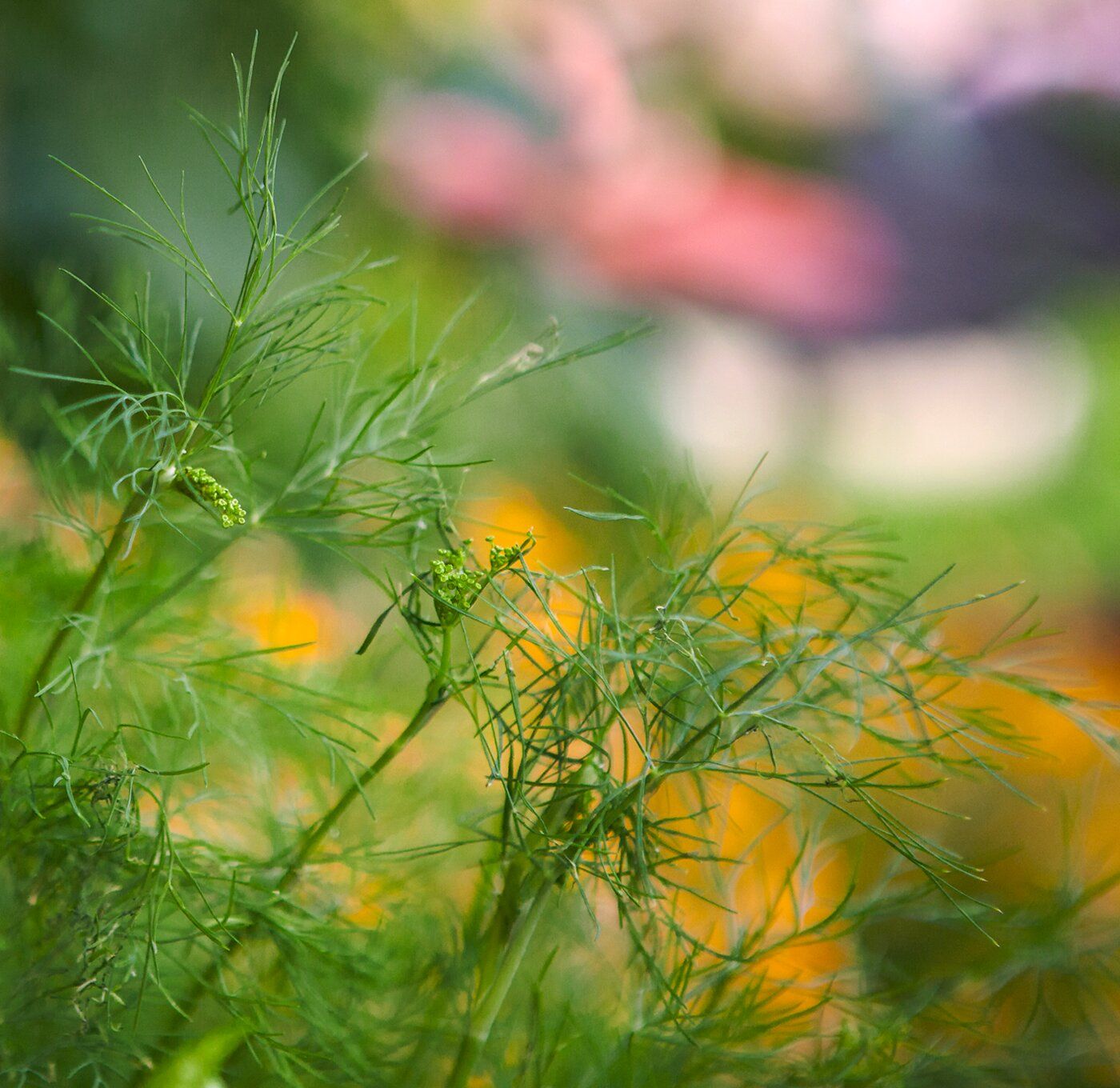 Fein gefiederte Dilltriebe mit jungen Blütendolden vor orangen Blüten im Hintergrund