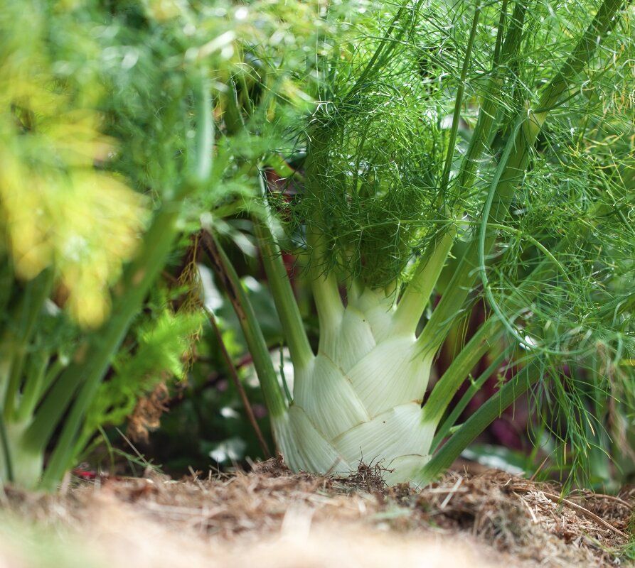 Flachrunde weiße Knolle des Knollenfenchels Fino auf Strohmulch, dahinter das grüne Fenchelkraut